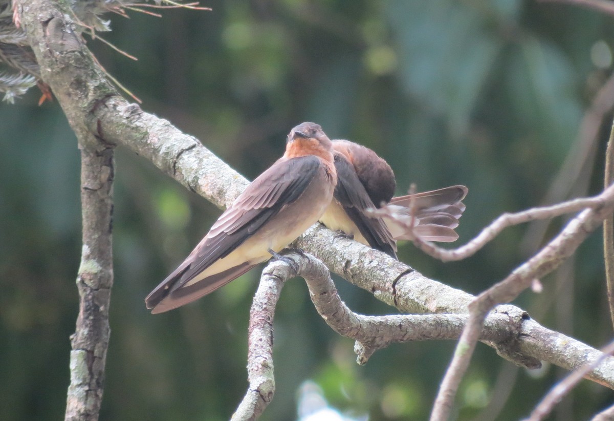 Southern Rough-winged Swallow - ML422463741