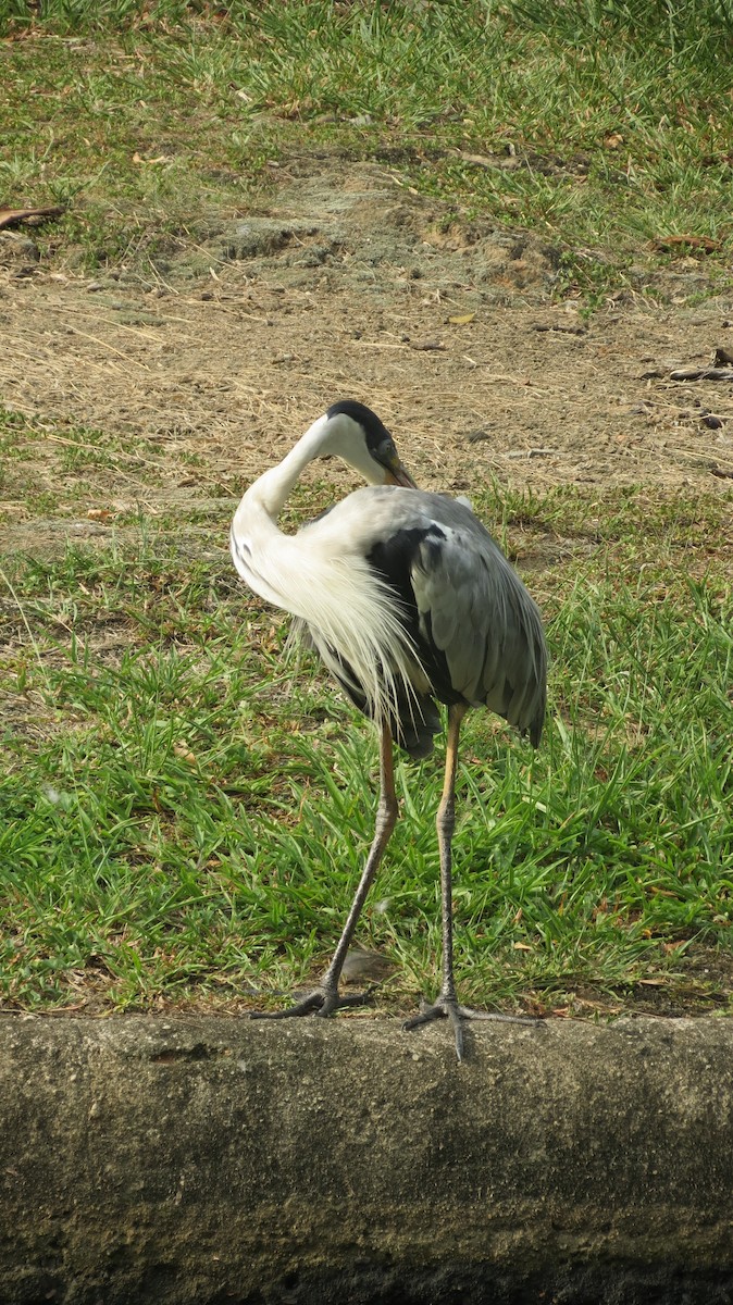 Cocoi Heron - ML422464941