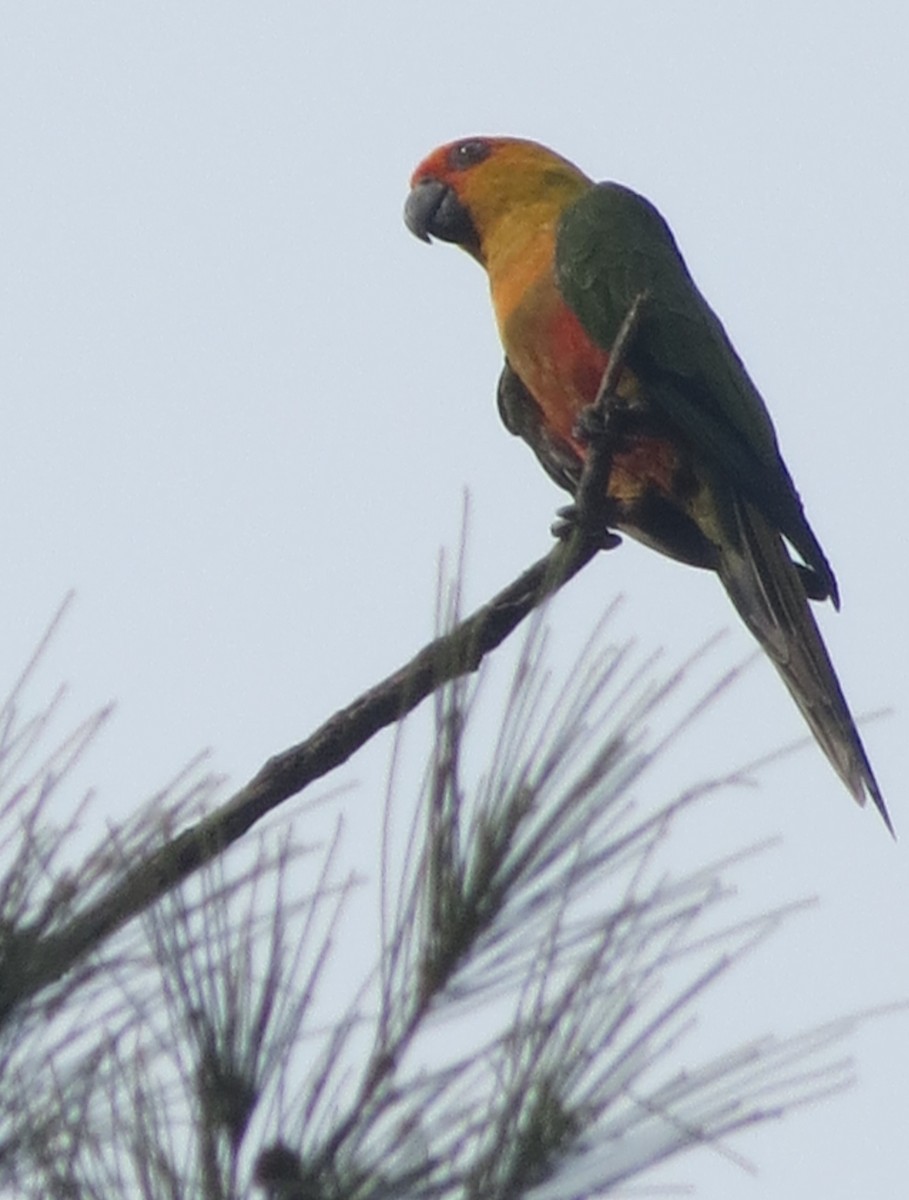 Golden-capped Parakeet - Deusdedith AlvesFilho