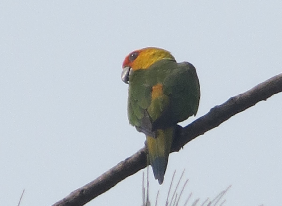 Golden-capped Parakeet - ML422465081