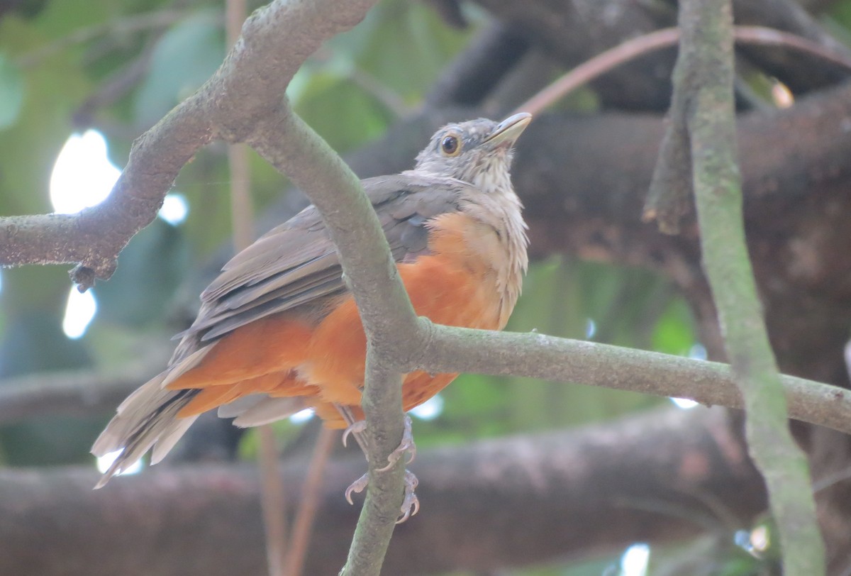 Rufous-bellied Thrush - ML422465481