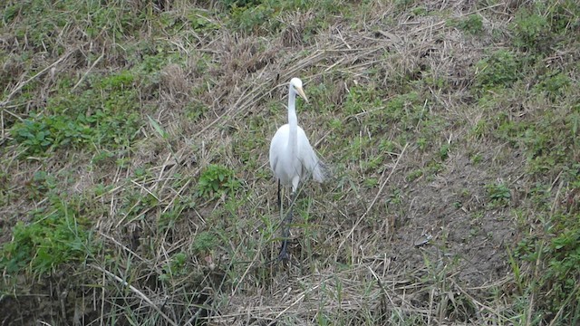 Grande Aigrette - ML422465711