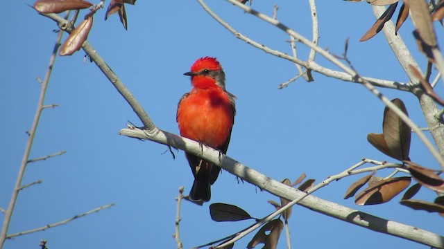 Vermilion Flycatcher - ML422467361