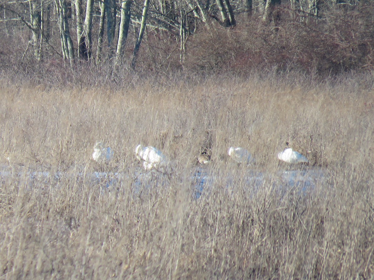 Tundra Swan - Jodi Brodsky