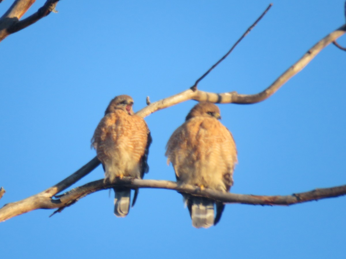 Red-shouldered Hawk - Jodi Brodsky