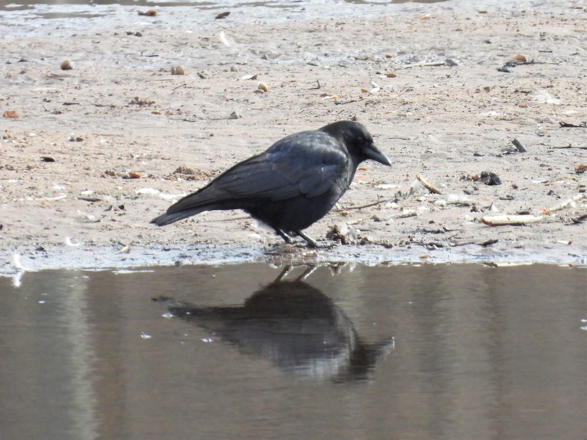 American Crow - ML422469151