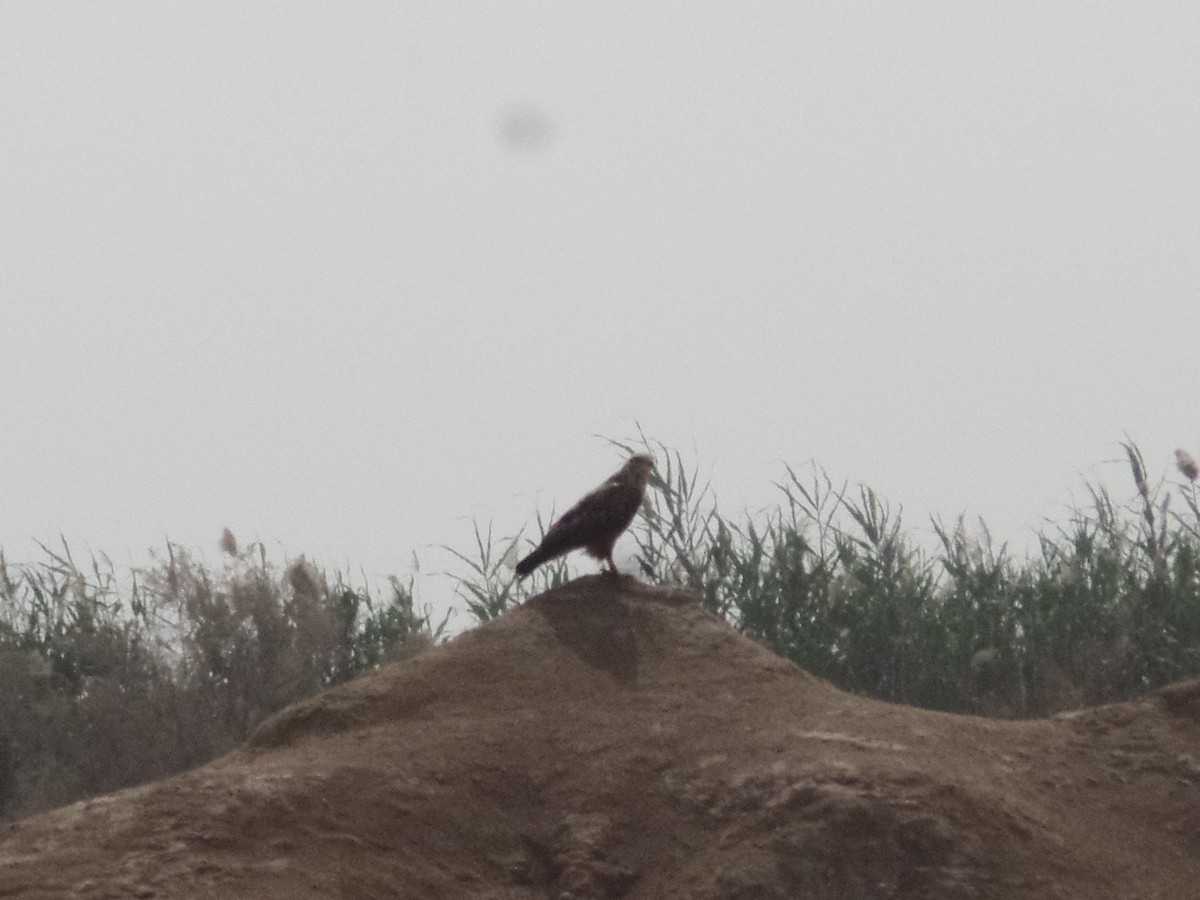 Long-legged Buzzard - ML422469381