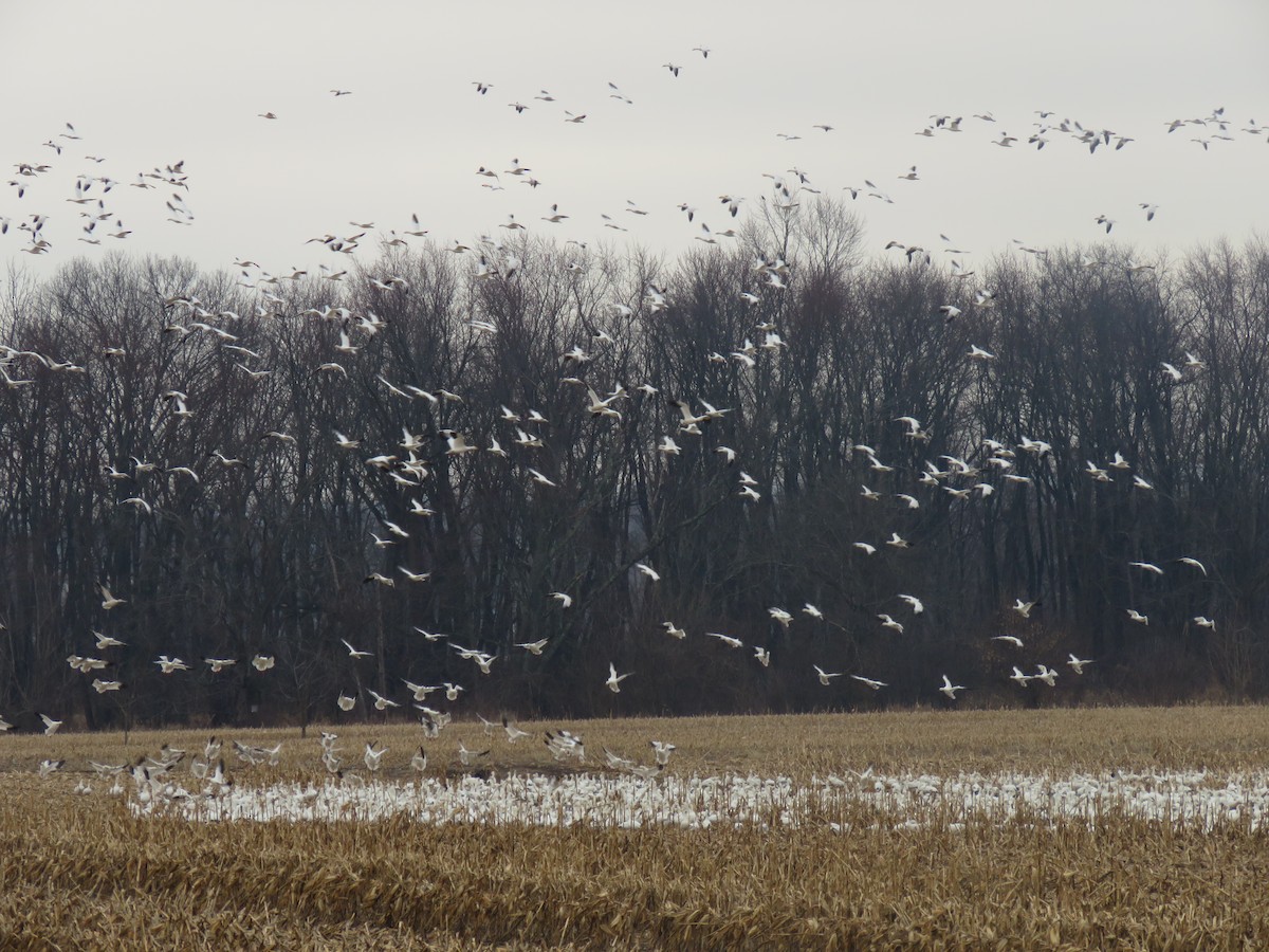 Snow Goose - Jodi Brodsky