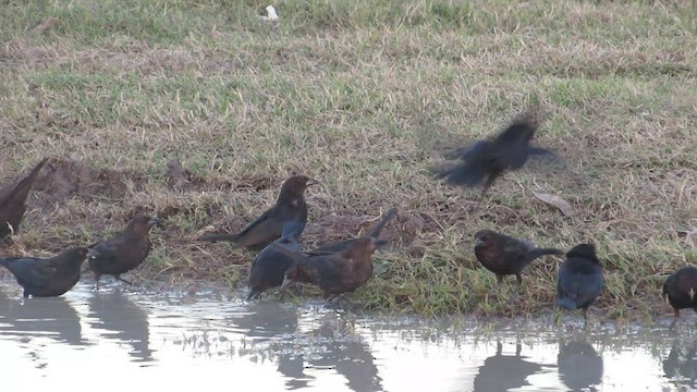 Bronzed Cowbird - ML422471161