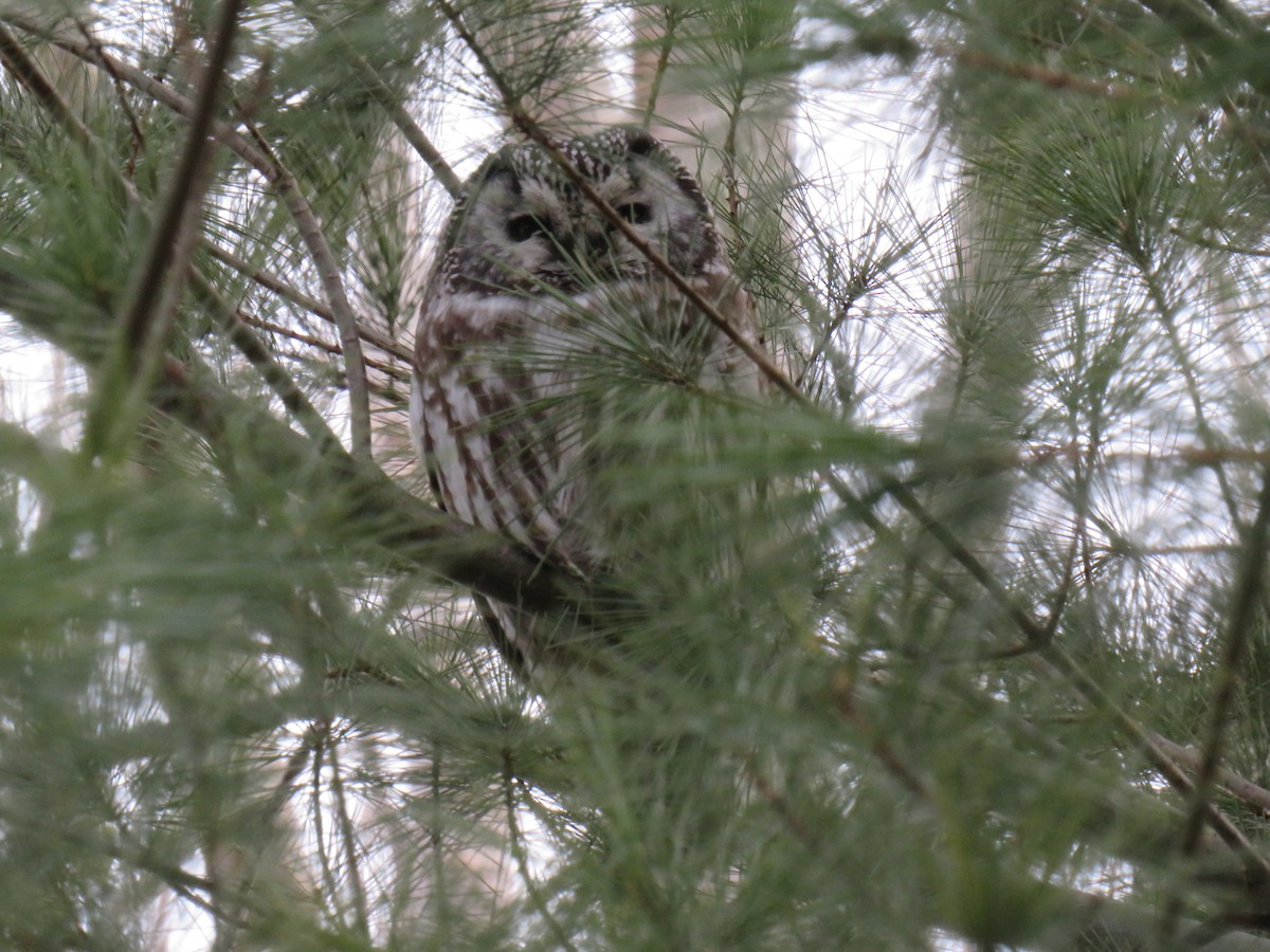 Boreal Owl - ML422472321