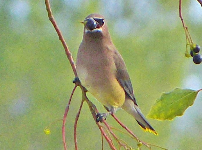 Cedar Waxwing - lynda fenneman