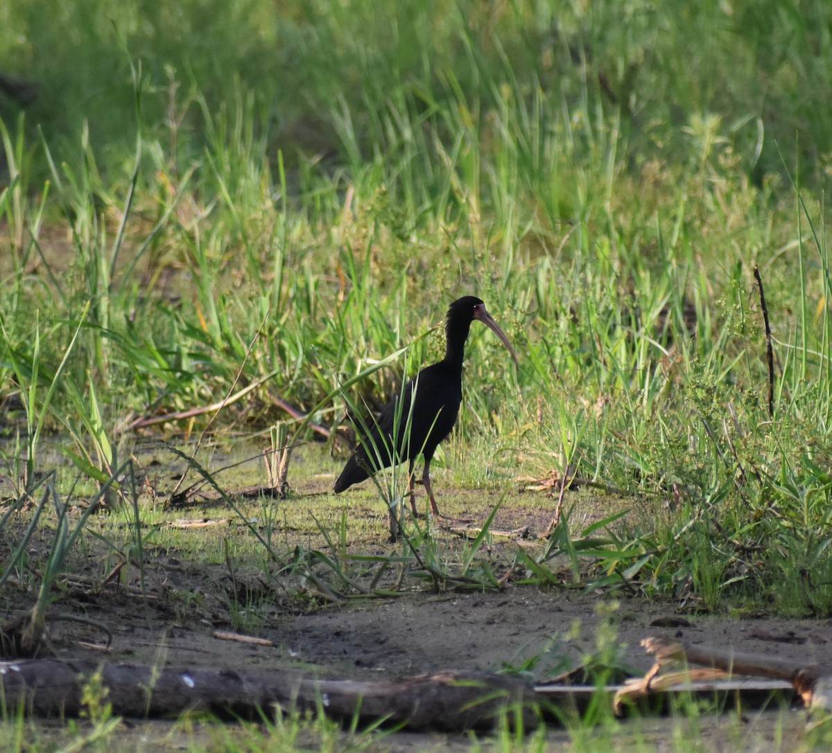 Bare-faced Ibis - ML422473091