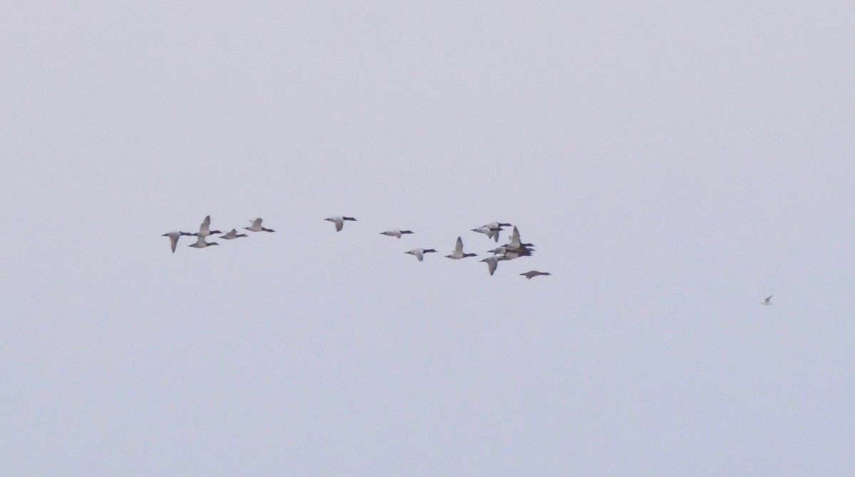 Canvasback - ML422474861