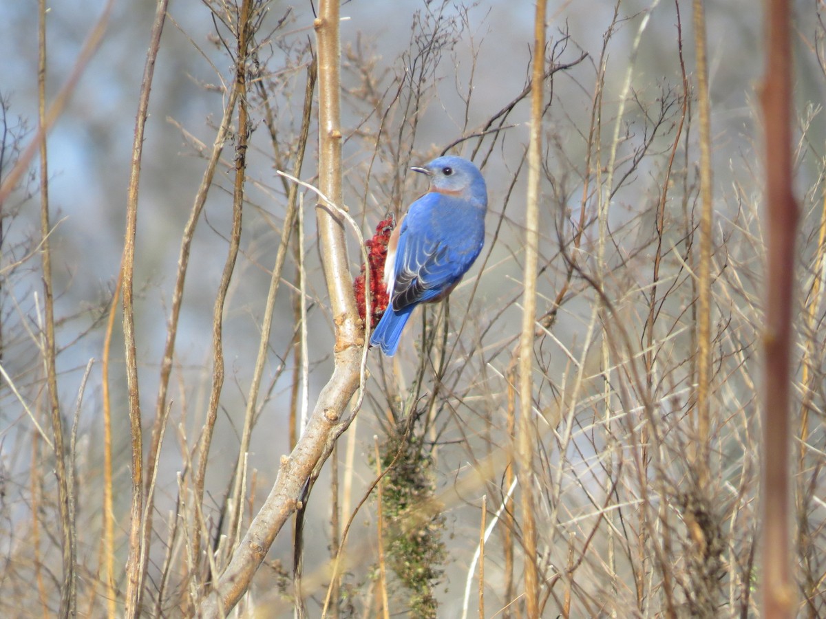 Eastern Bluebird - ML42247641