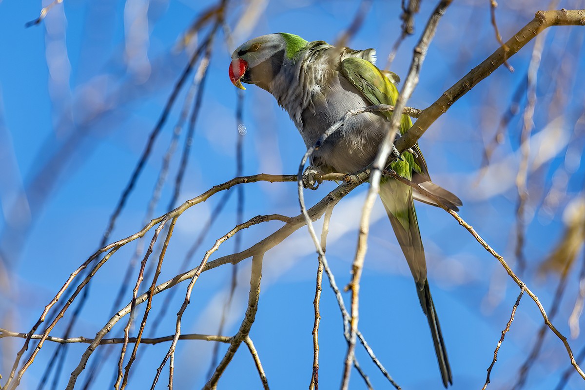 Derbyan Parakeet - ML422477691