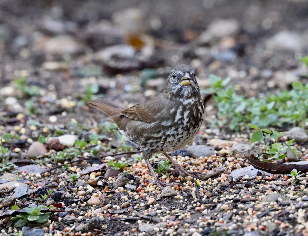 Fox Sparrow - Carolyn Thiele