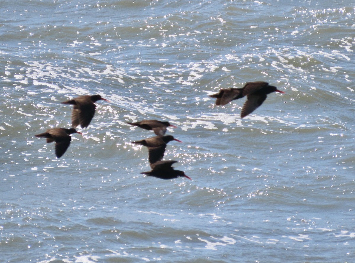 Black Oystercatcher - George Chrisman