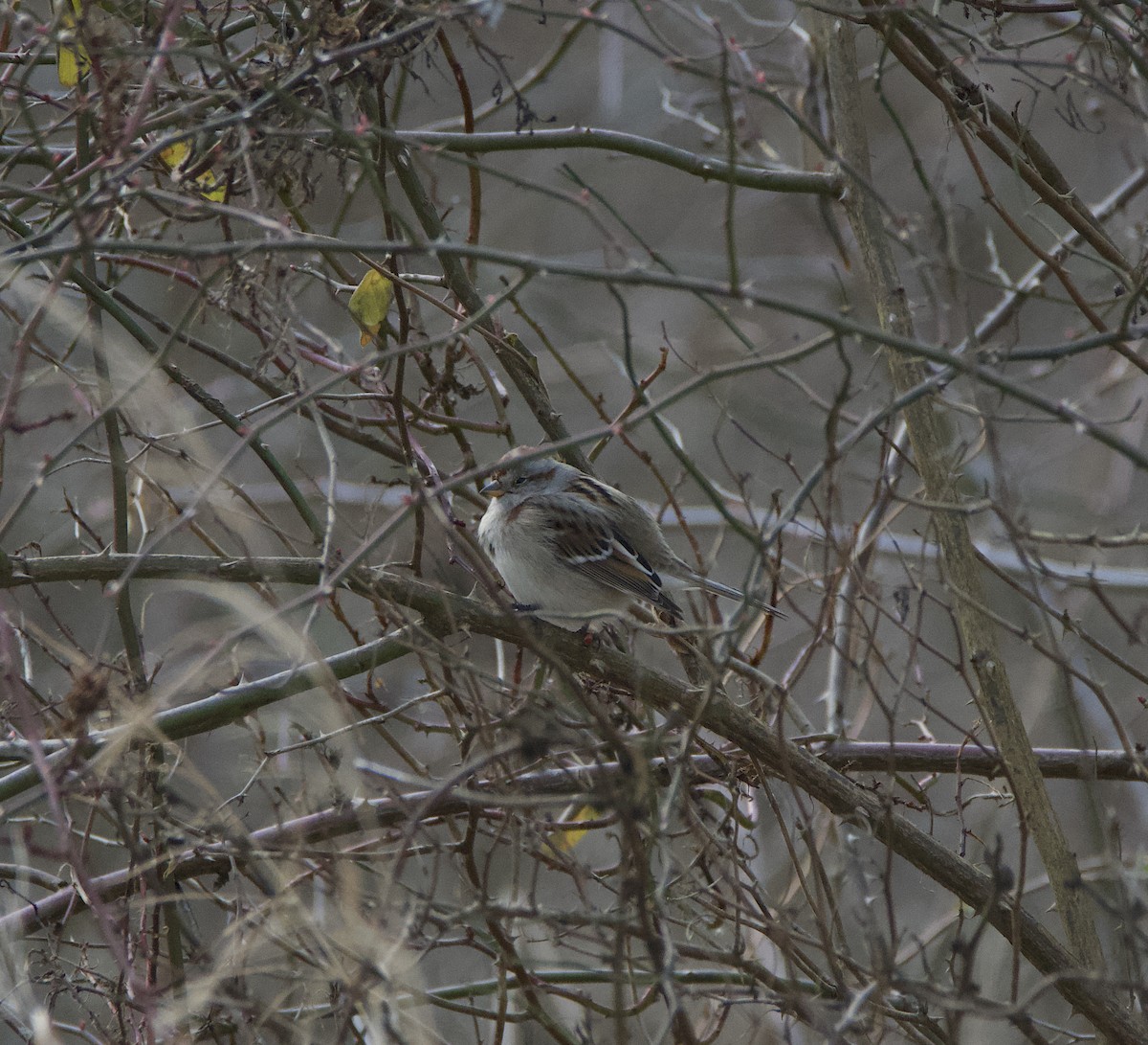 American Tree Sparrow - ML422485321