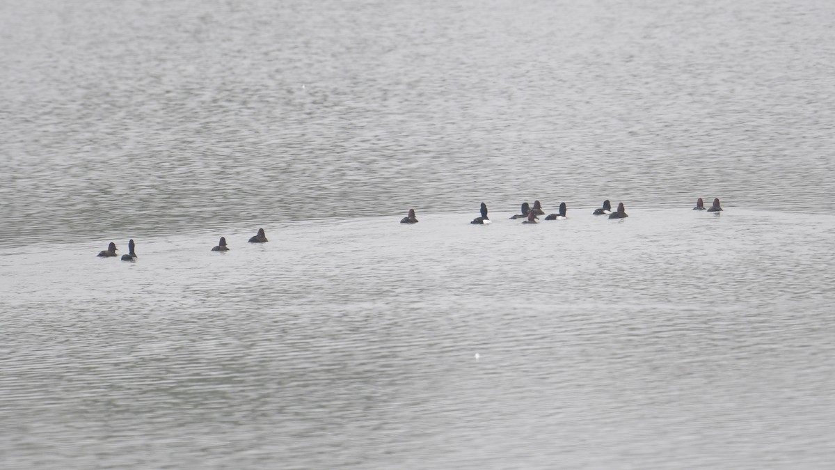 Гэзэгт шумбуур - ML422485571