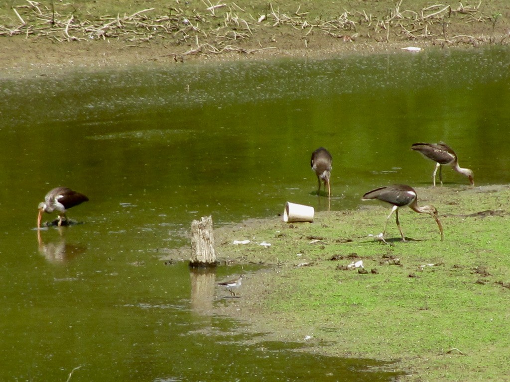 White Ibis - ML422486171