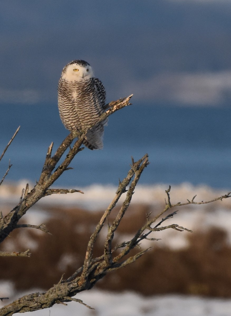 Snowy Owl - Jada Fitch