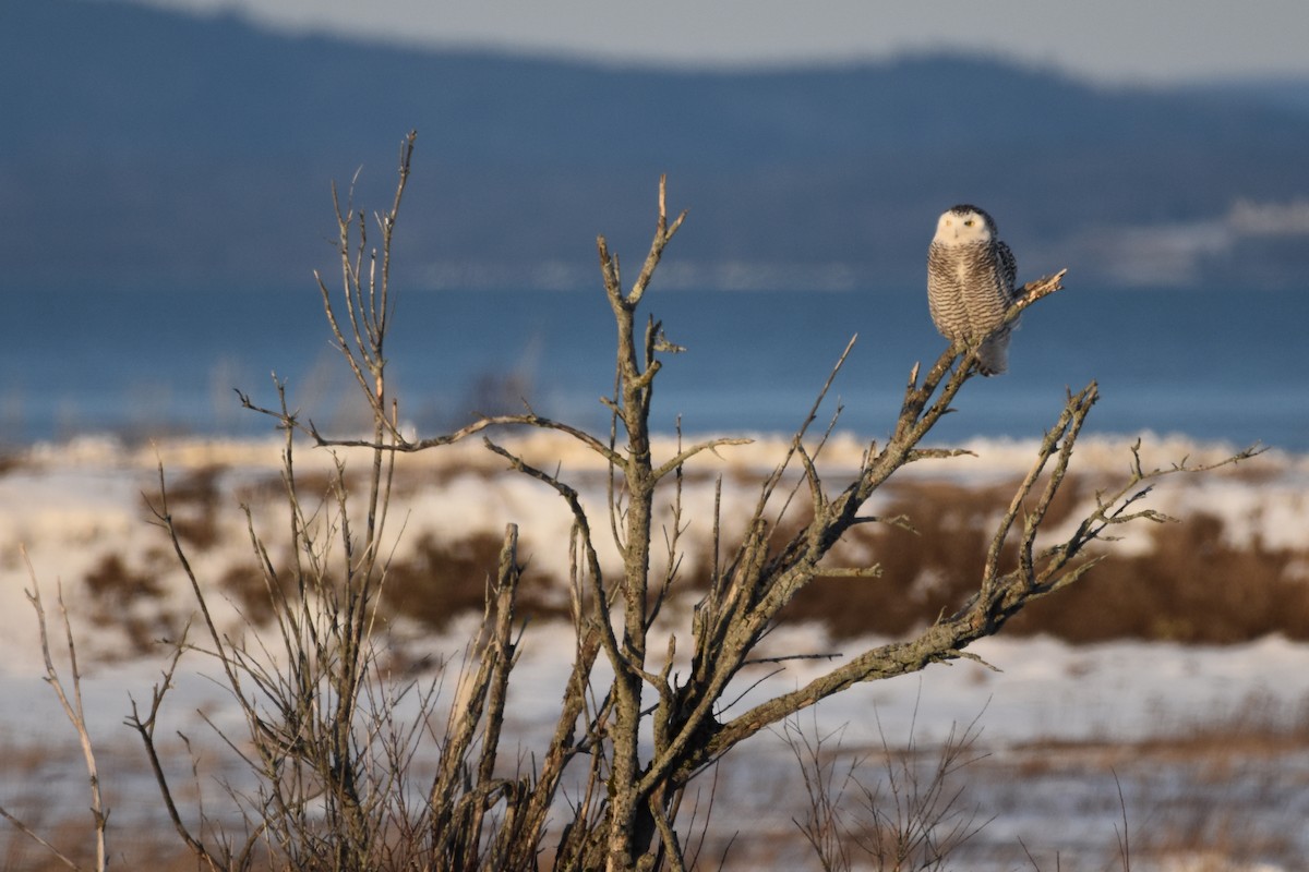 Snowy Owl - Jada Fitch