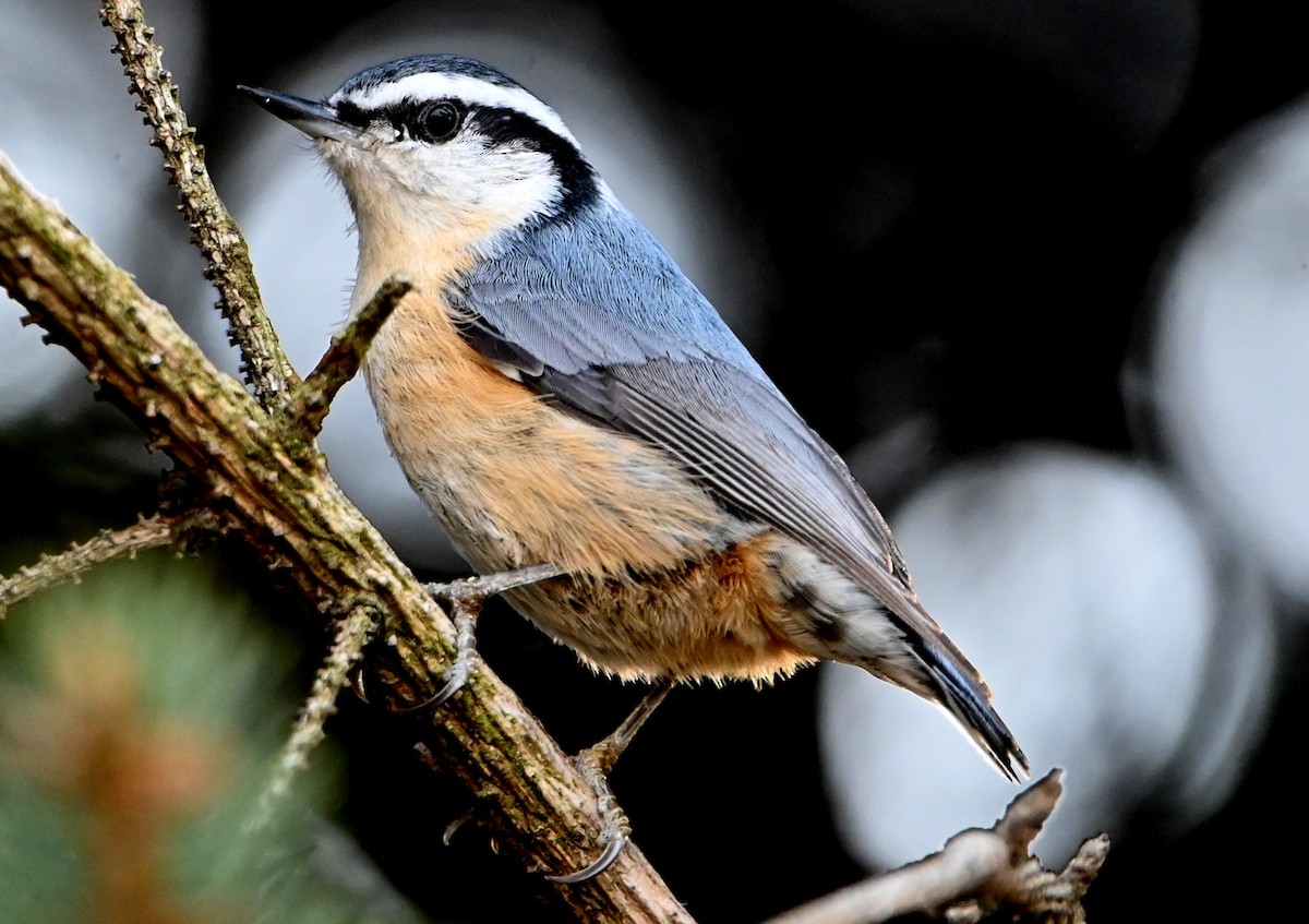 Red-breasted Nuthatch - ML422488501