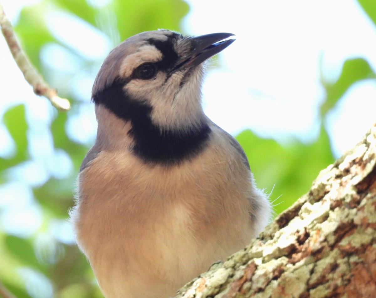 Blue Jay - ML422493351