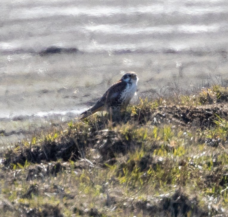 Prairie Falcon - Greg Harrington