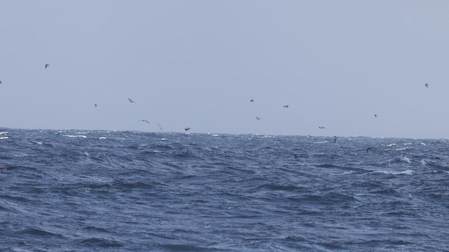 goéland ou mouette sp. - ML422494361