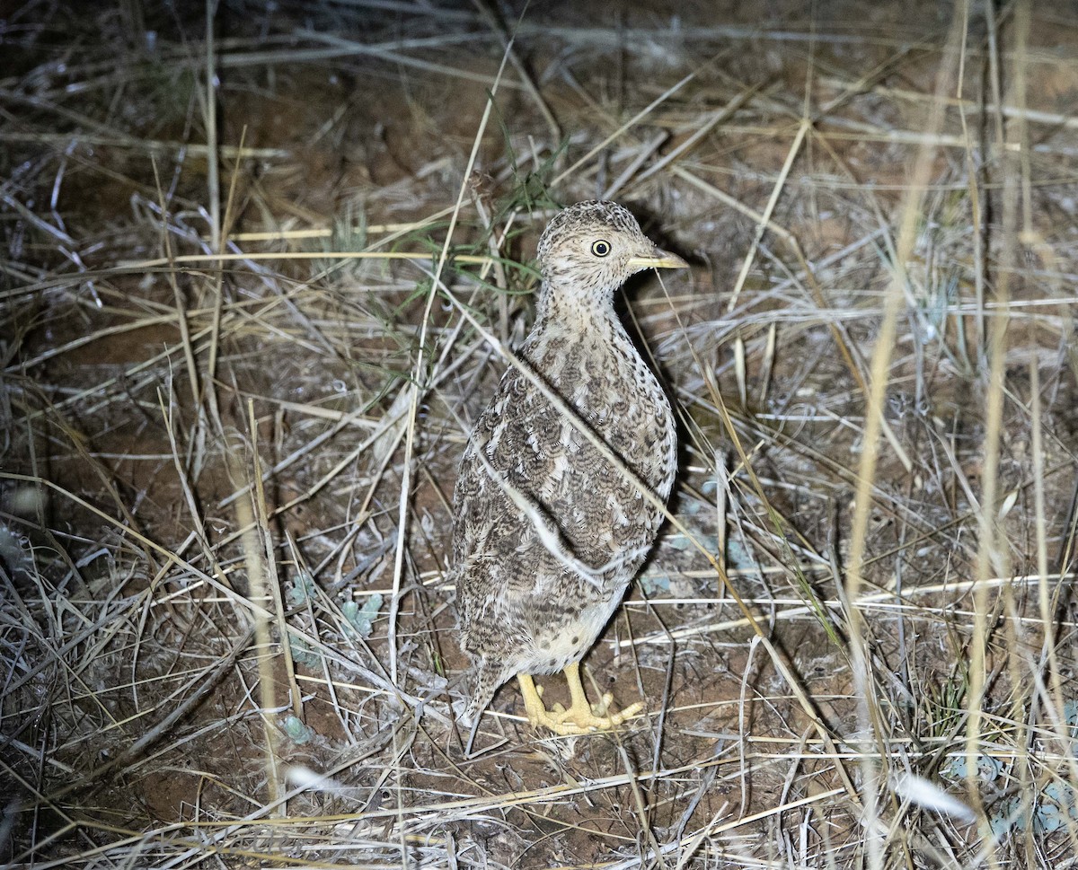 Plains-wanderer - John Goldie and  Kathy Walter