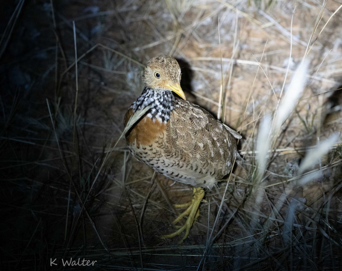 Plains-wanderer - ML422494861