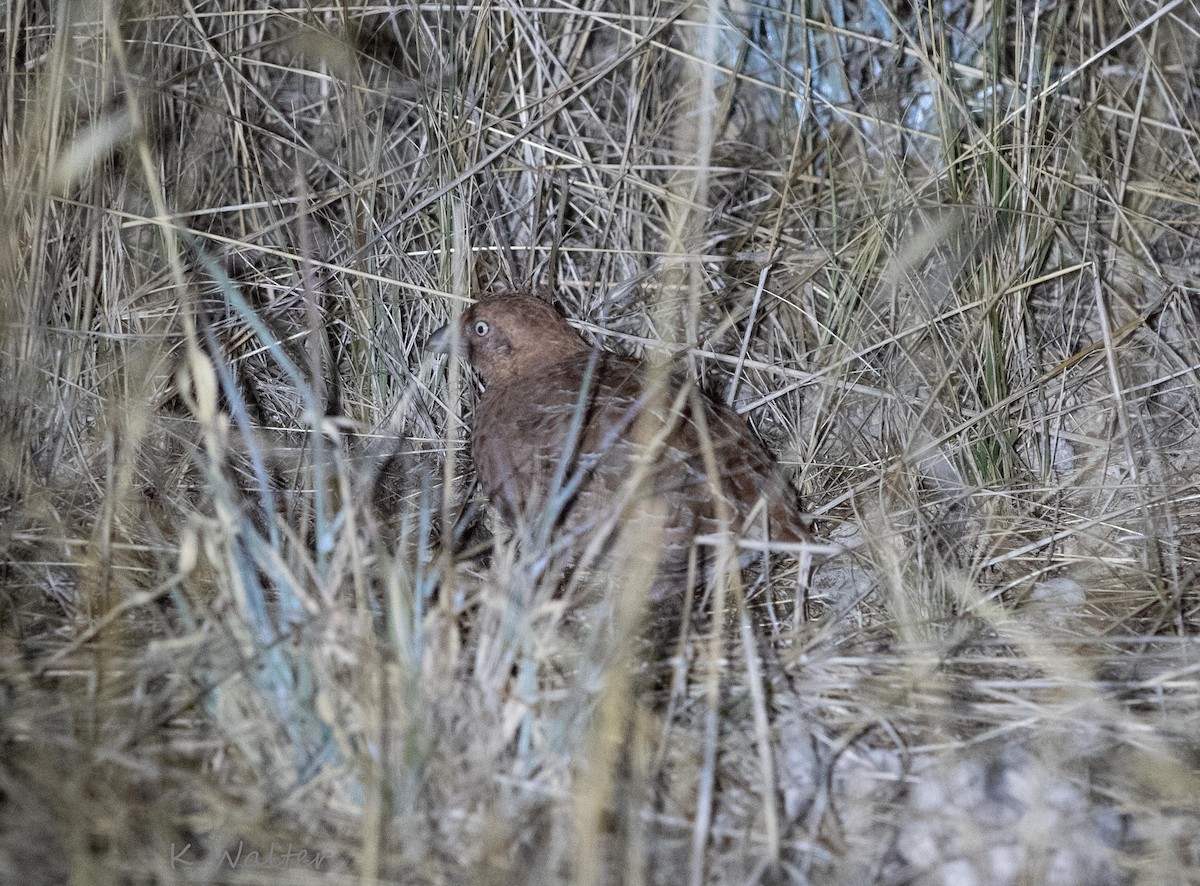 Little Buttonquail - ML422494941