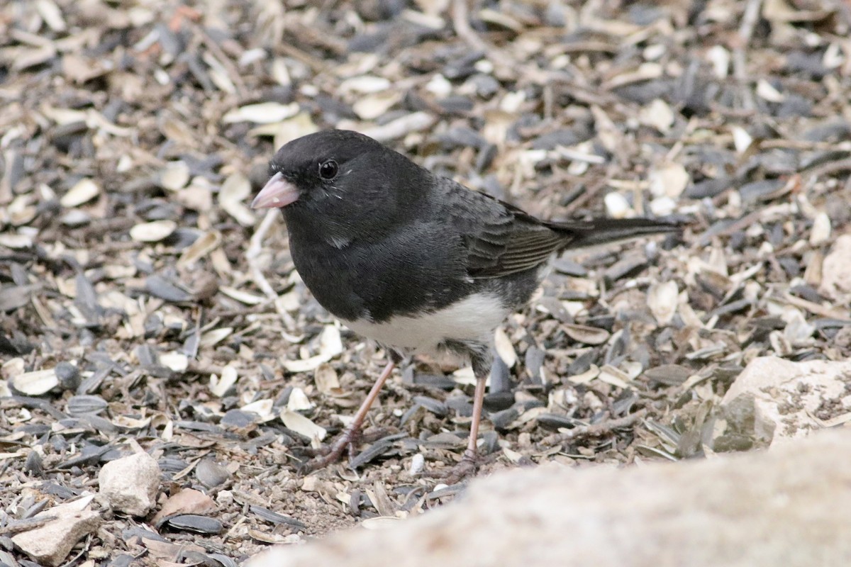 Dark-eyed Junco - ML422496001