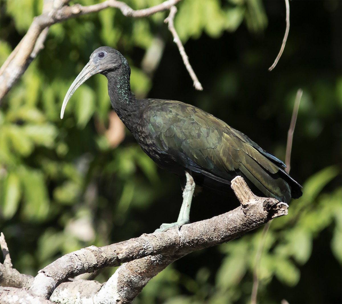 Green Ibis - Gary Rosenberg