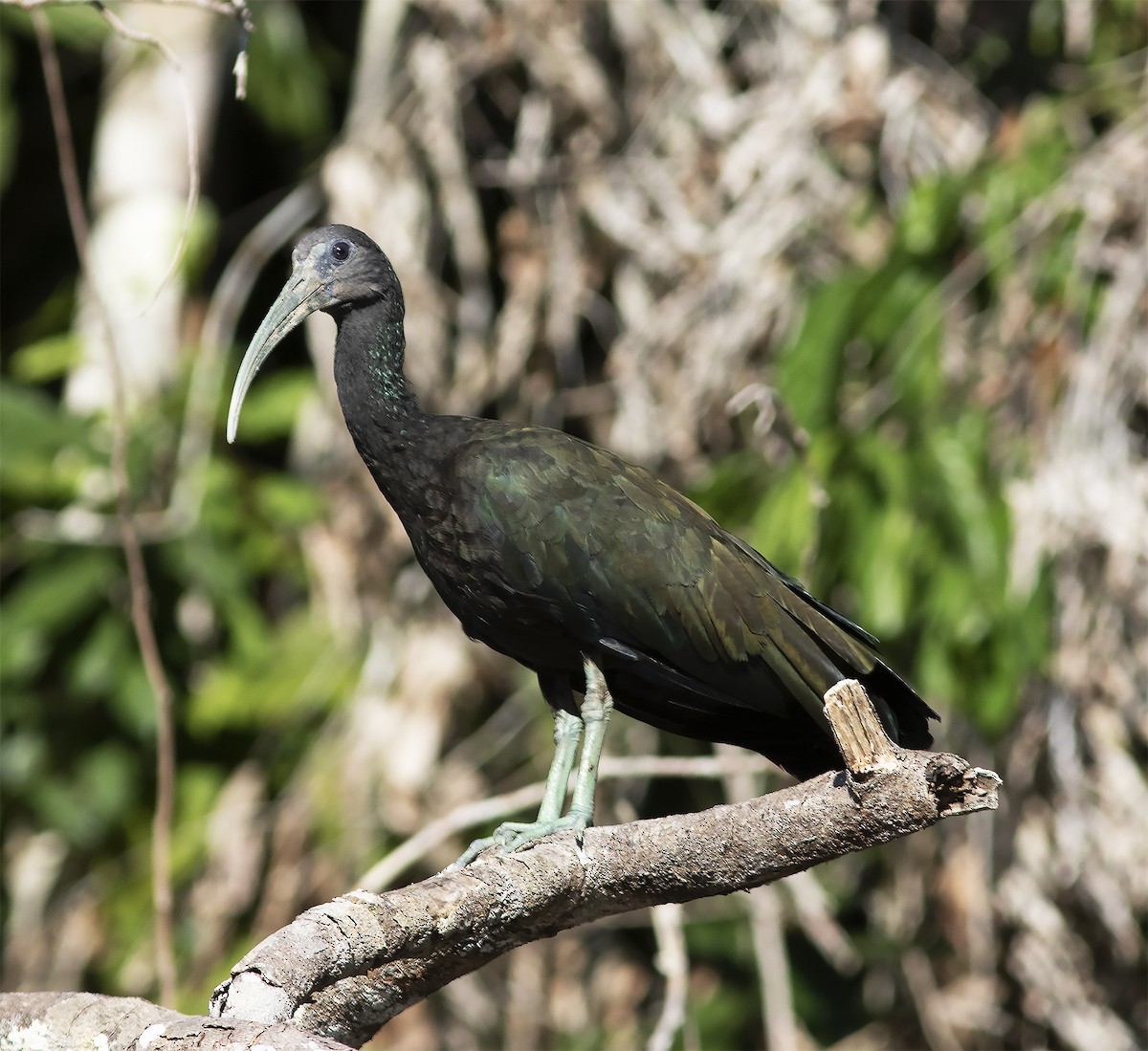 Green Ibis - Gary Rosenberg