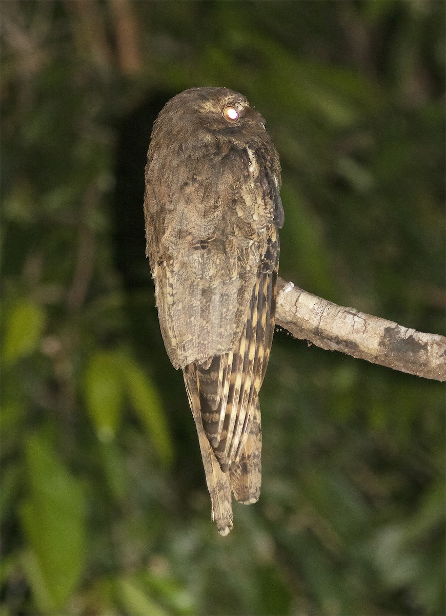 Long-tailed Potoo - ML422500041