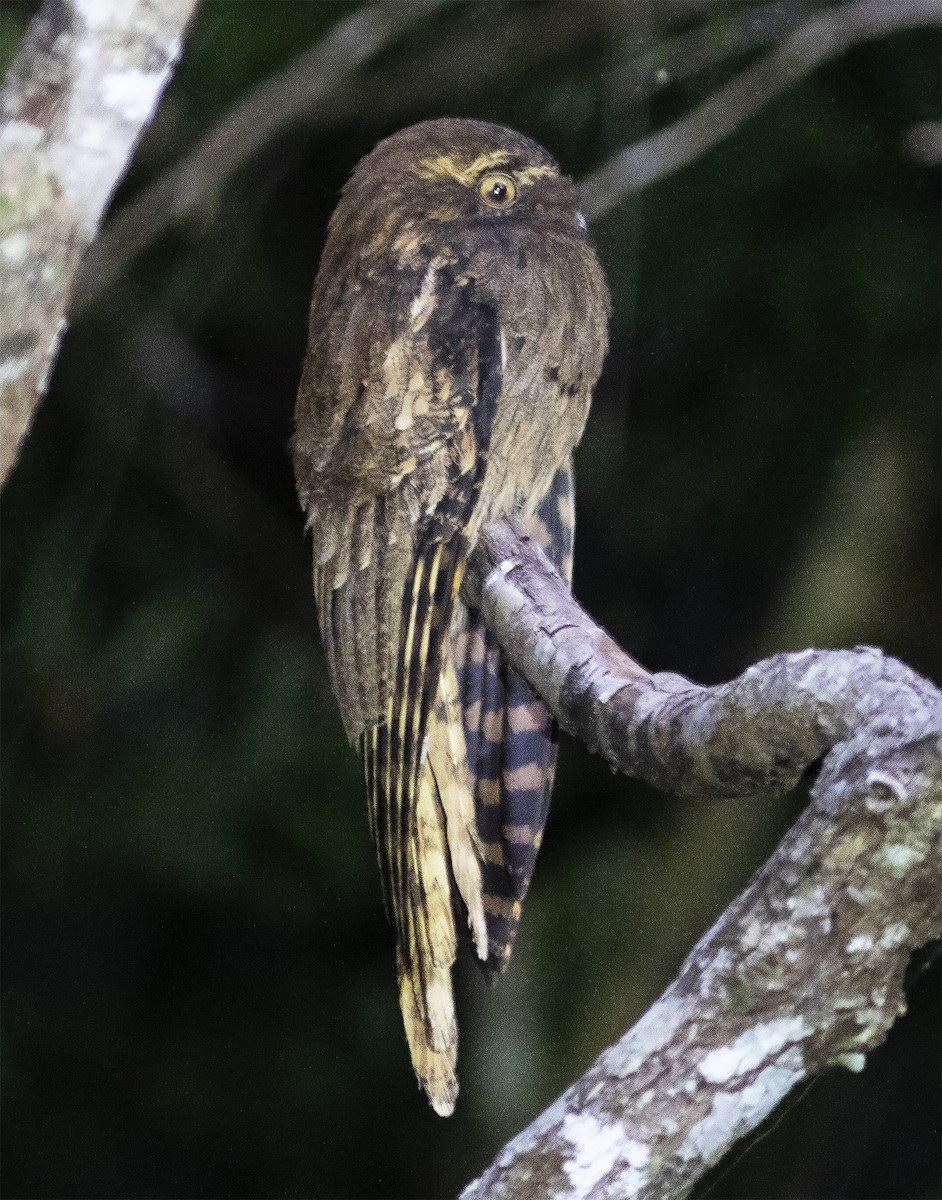 Long-tailed Potoo - ML422500081