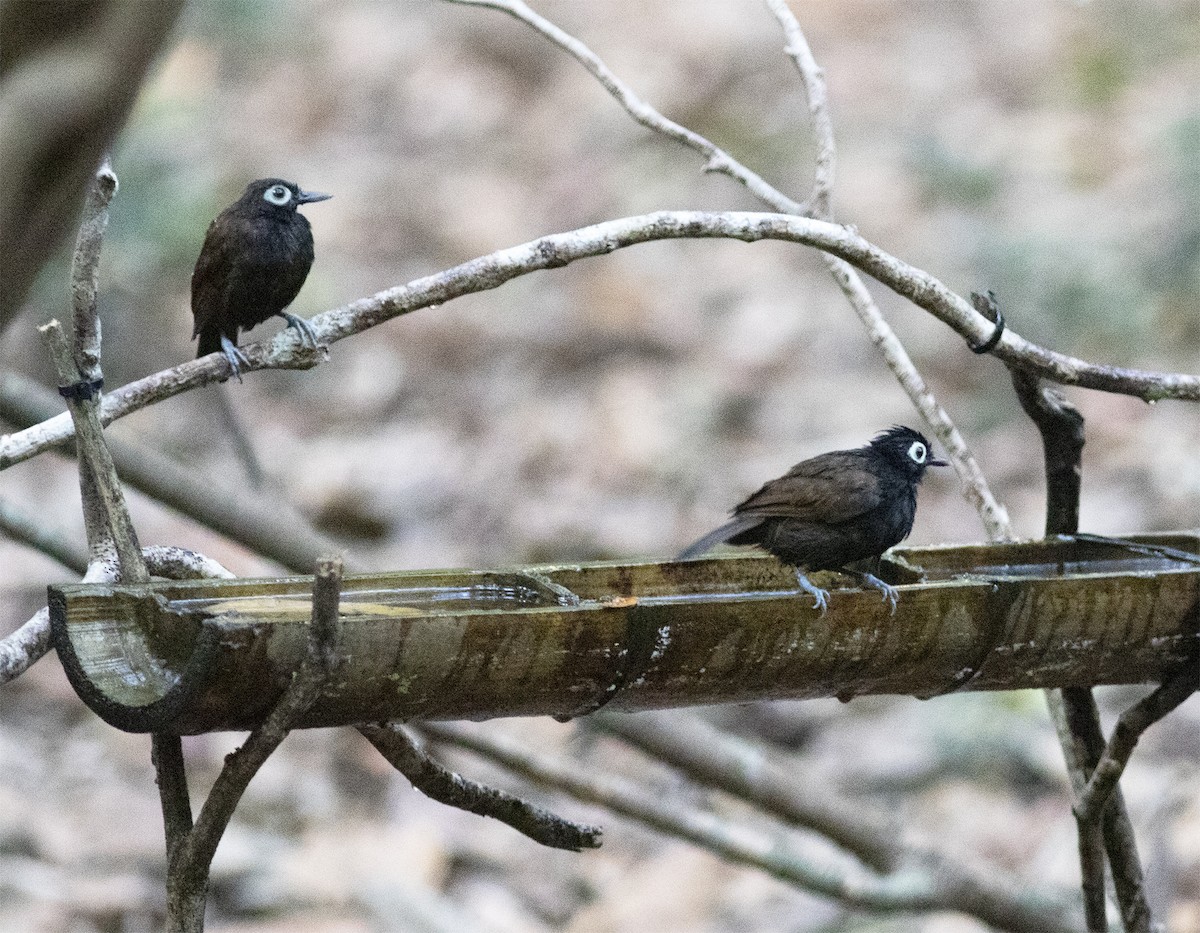 Bare-eyed Antbird - Gary Rosenberg