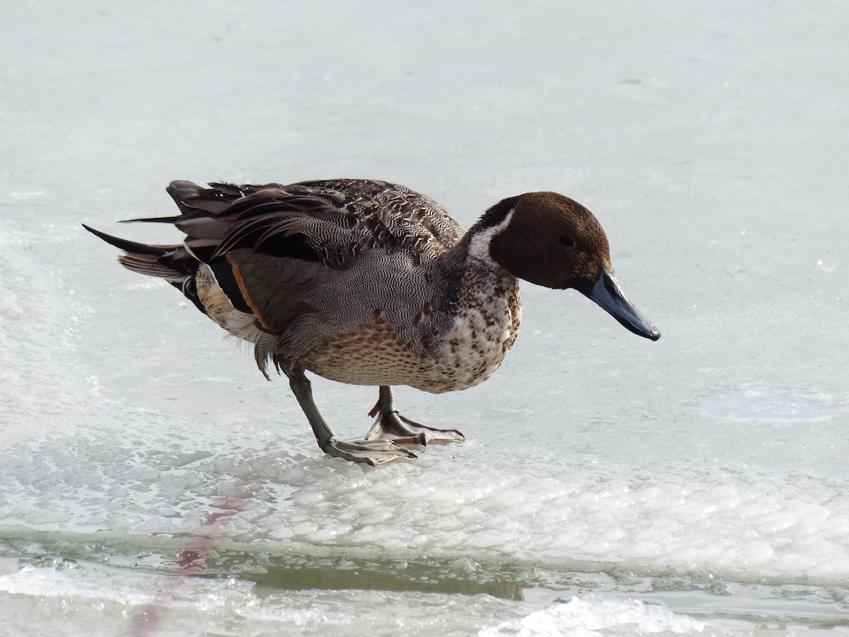 Northern Pintail - ML422500861