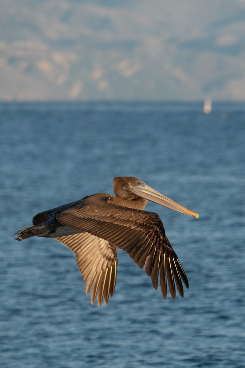 pelikán hnědý - ML422501311