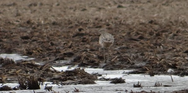 Long-billed Curlew - ML422502071