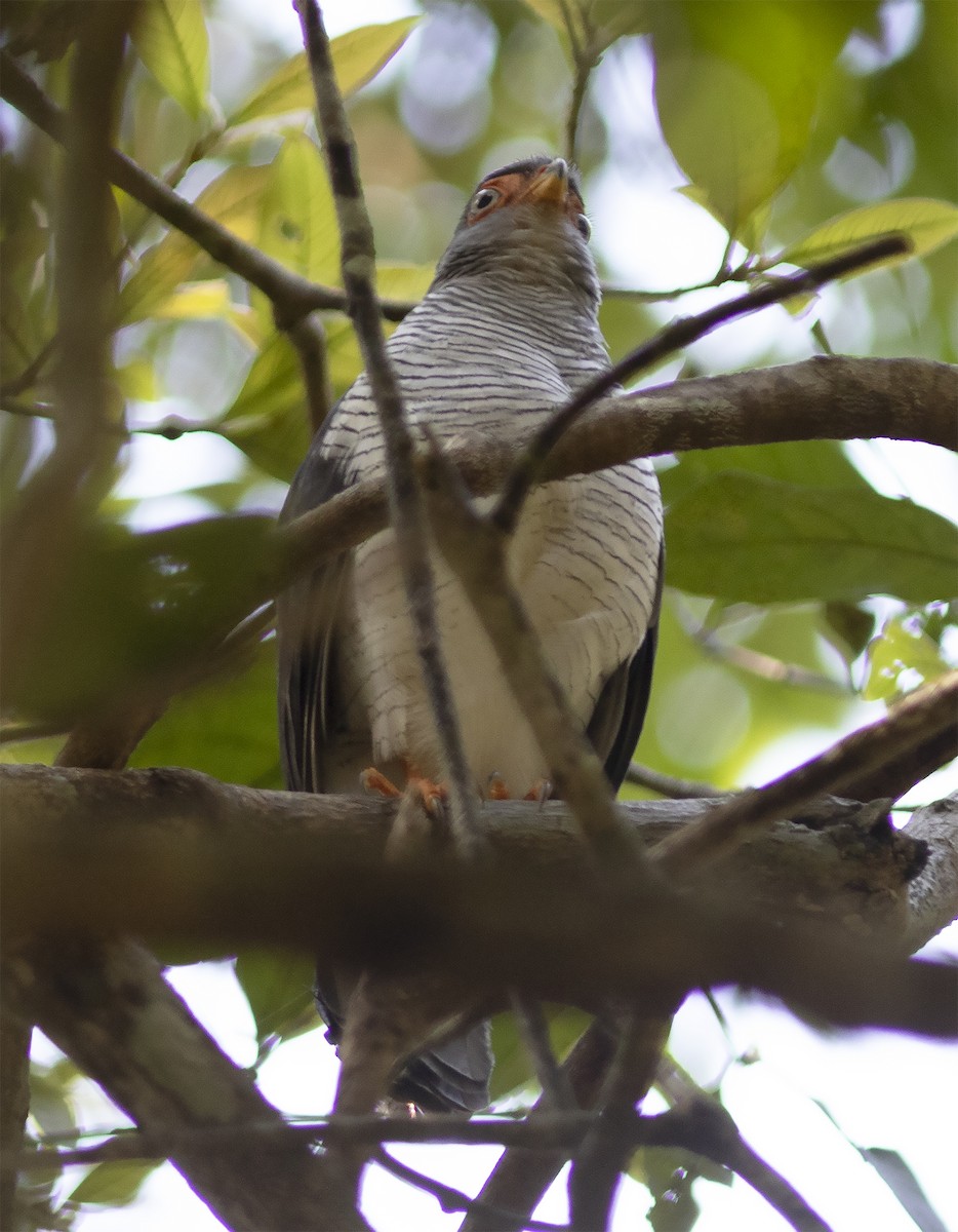 Cryptic Forest-Falcon - Gary Rosenberg