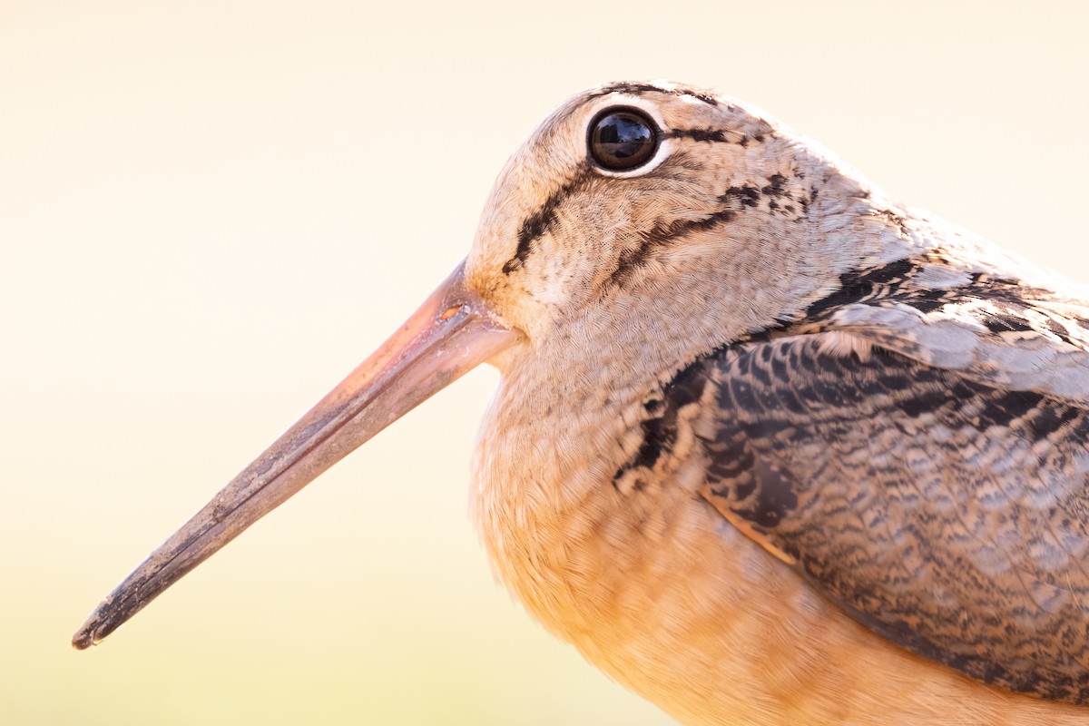 American Woodcock - ML422512611