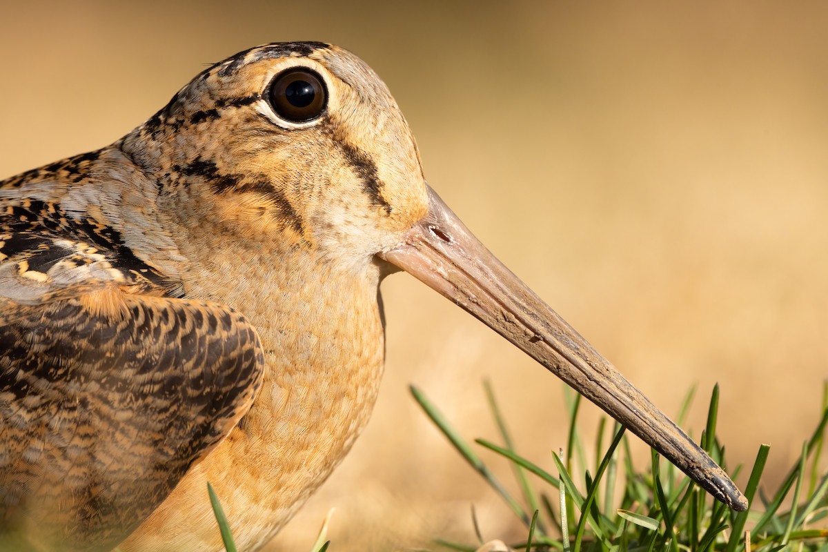 American Woodcock - ML422512651