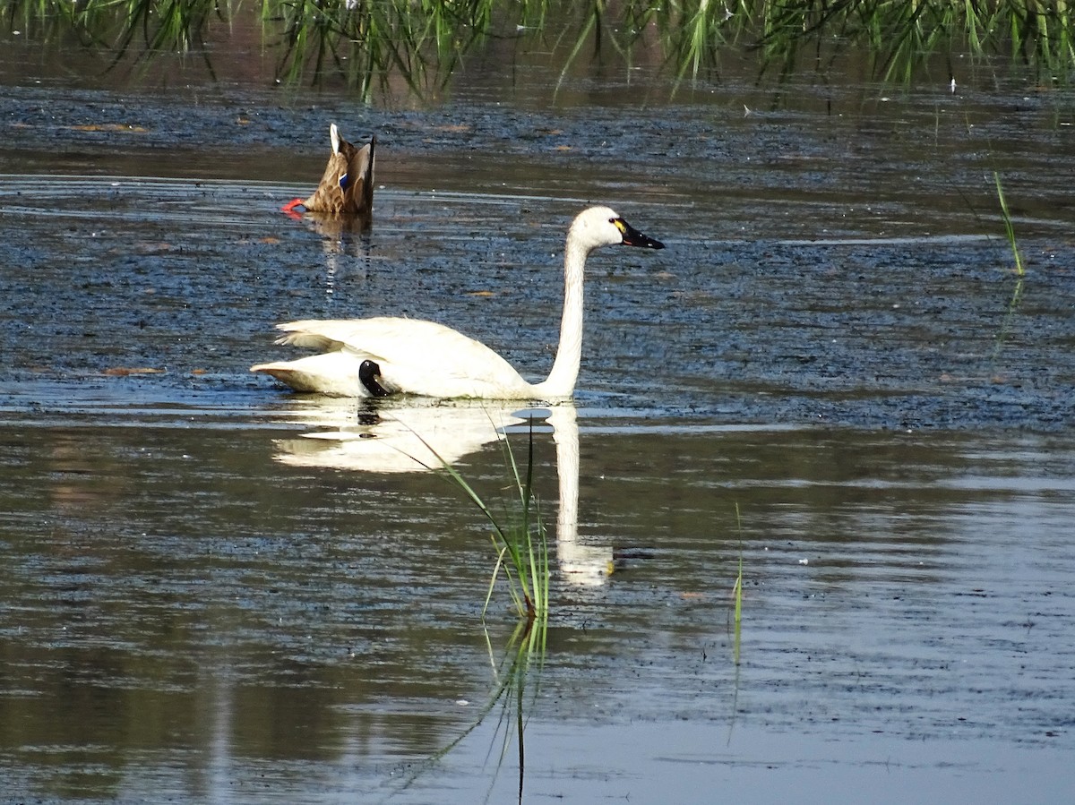 Tundra Swan - ML422515071