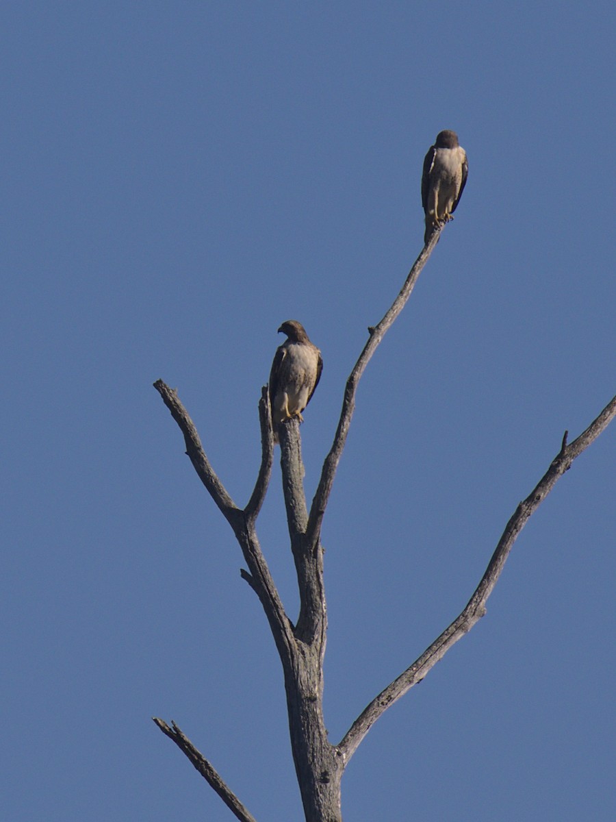 Red-tailed Hawk - Sam Rawlins