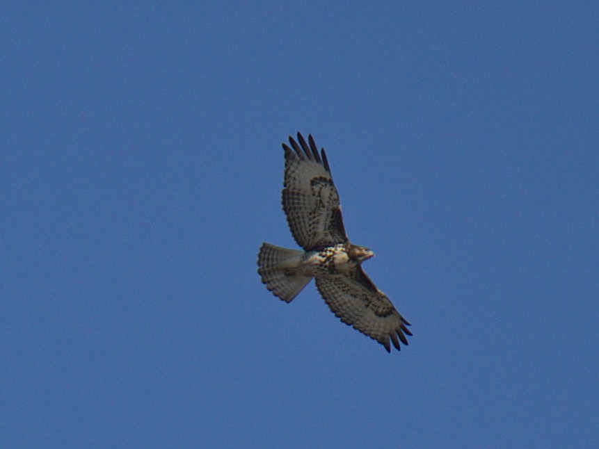 Red-tailed Hawk (calurus/alascensis) - ML422515231