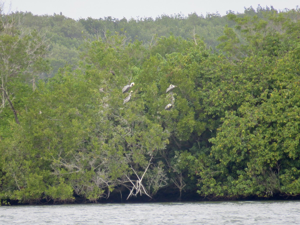 Brown Pelican - ML422516271