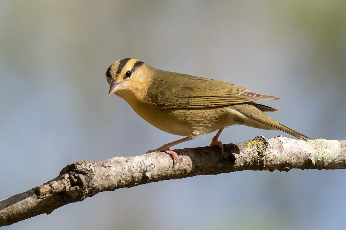 Worm-eating Warbler - Julio Mulero